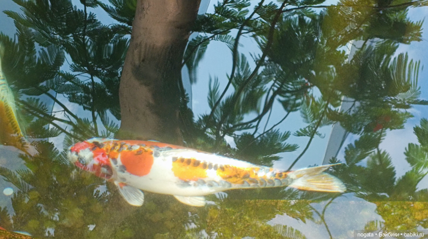Купаться в городских фонтанах строго запрещено