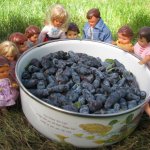 Любите ли вы жимолость как любят ее мои пупсики?