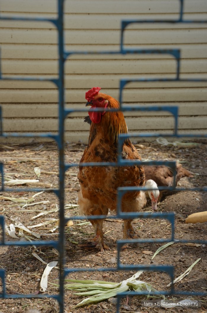 Люси на море.... Lonnie от Iplehouse | Бэйбики Люси на море.... Lonnie от Iplehouse