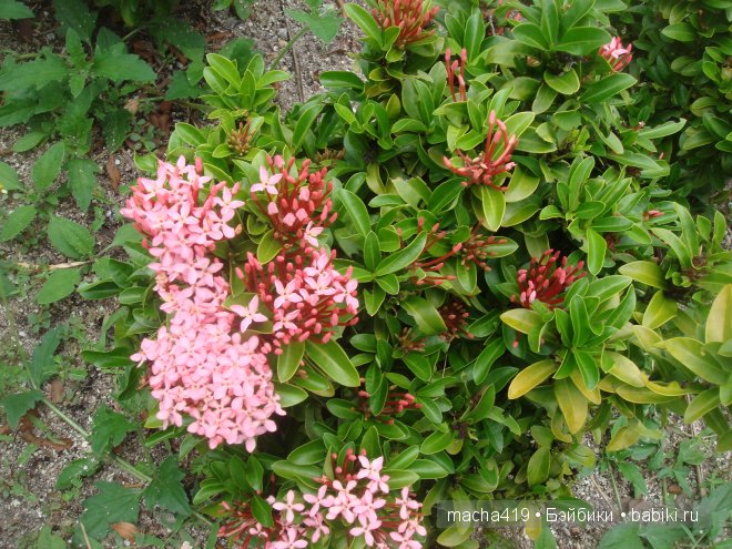 Рай на земле. Мальдивские острова