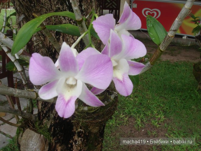 Рай на земле. Мальдивские острова