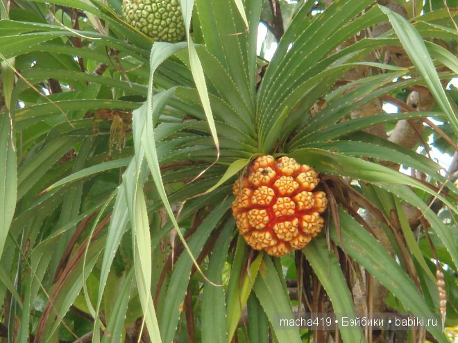 Рай на земле. Мальдивские острова