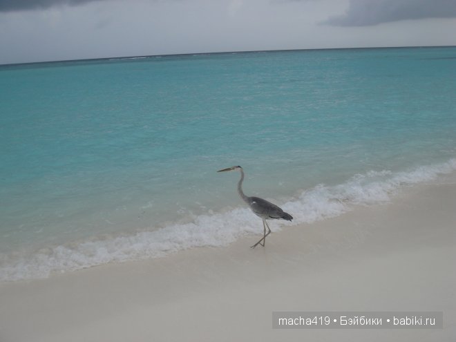 Рай на земле. Мальдивские острова