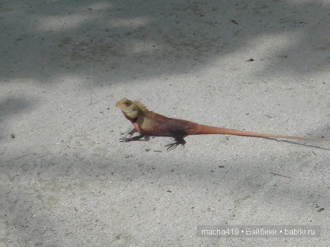 Рай на земле. Мальдивские острова