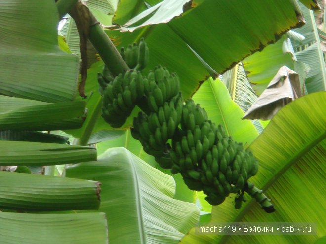 Рай на земле. Мальдивские острова