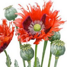 Волшебные ботанические иллюстрации — Anna Mason