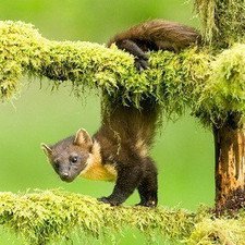 Конкурс "Фотограф дикой природы года"