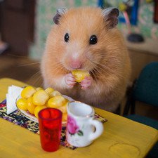 Город хомяков, масштабная миниатюра The Hungry Hungry Hamsters