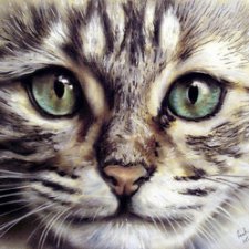 Очаровательные коты английского художника Пола Найта