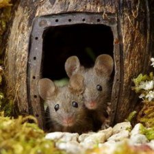 Мини - деревня для мышей
