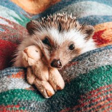 Фотосессия позитивного ежа