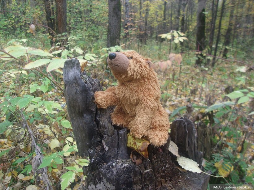 Бини мания. Мишки Beanie Babies