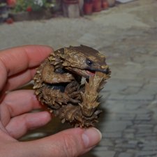 1/1 Ящерица-броненосец