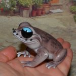 Жаба "Emei Moustache Toad" из серии "Рептилии" №3