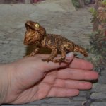 1/1 Нефрурс (Nephrurus) или Шишкохвостый геккон