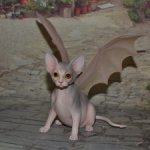 Фантастическое существо крылатая кошка сфинкс №2