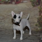 Бультерьер JXK Studio №1