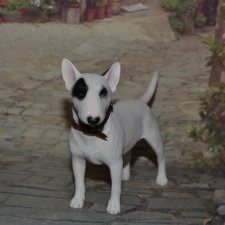 Бультерьер JXK Studio №1