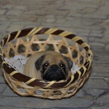 Дружок-пирожок мопсик JXK B4