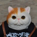 Большой толстый котик C