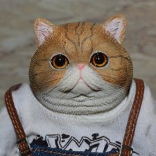 Большой толстый котик D