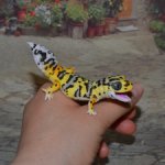 Гасяпон Bandai Gashapon Геккончик №5_3