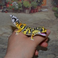 Гасяпон Bandai Gashapon Геккончик №5_3