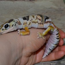 Гасяпон Bandai Gashapon геккон №4