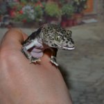 Гасяпон Bandai Gashapon геккон №3