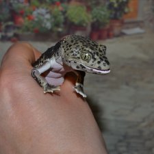 Гасяпон Bandai Gashapon геккон №3