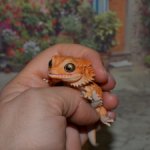 Гасяпон Bandai Gashapon ящерка №2_3