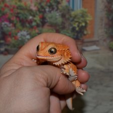 Гасяпон Bandai Gashapon ящерка №2_3