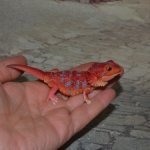 Гасяпон Bandai Gashapon Ящерица №4_2