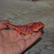 Гасяпон Bandai Gashapon Ящерица №4_2