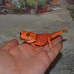 Гасяпон Bandai Gashapon ящерка №1_3