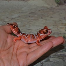 Гасяпон Bandai Gashapon Геккончик №1_1