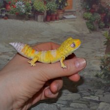 Гасяпон Bandai Gashapon Геккончик №4_3