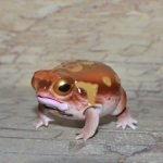 Bandai лягушка Breviceps Adspersus №2_1