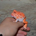 Bandai Рогатая лягушка №5_1