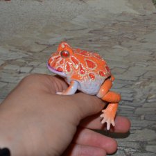 Bandai Рогатая лягушка №5_1