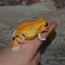 Bandai Gashapon лягушка №1