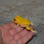 Bandai Gashapon маленькая древесная лягушка №1