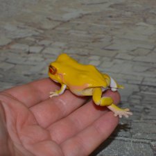 Bandai Gashapon маленькая древесная лягушка №1