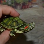 Bandai черепаха №1