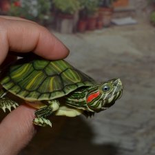 Bandai черепаха №1