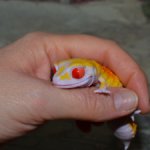 Гасяпон Bandai Gashapon Геккончик №5_1