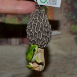 Ikimon Gashapon подвеска "Гриб и лягушка" №1