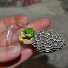 Ikimon Gashapon фигурка на подставке "Гриб и лягушка" №2