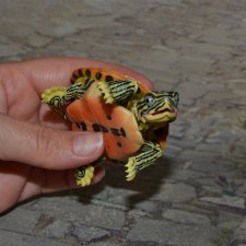 Bandai черепаха №4