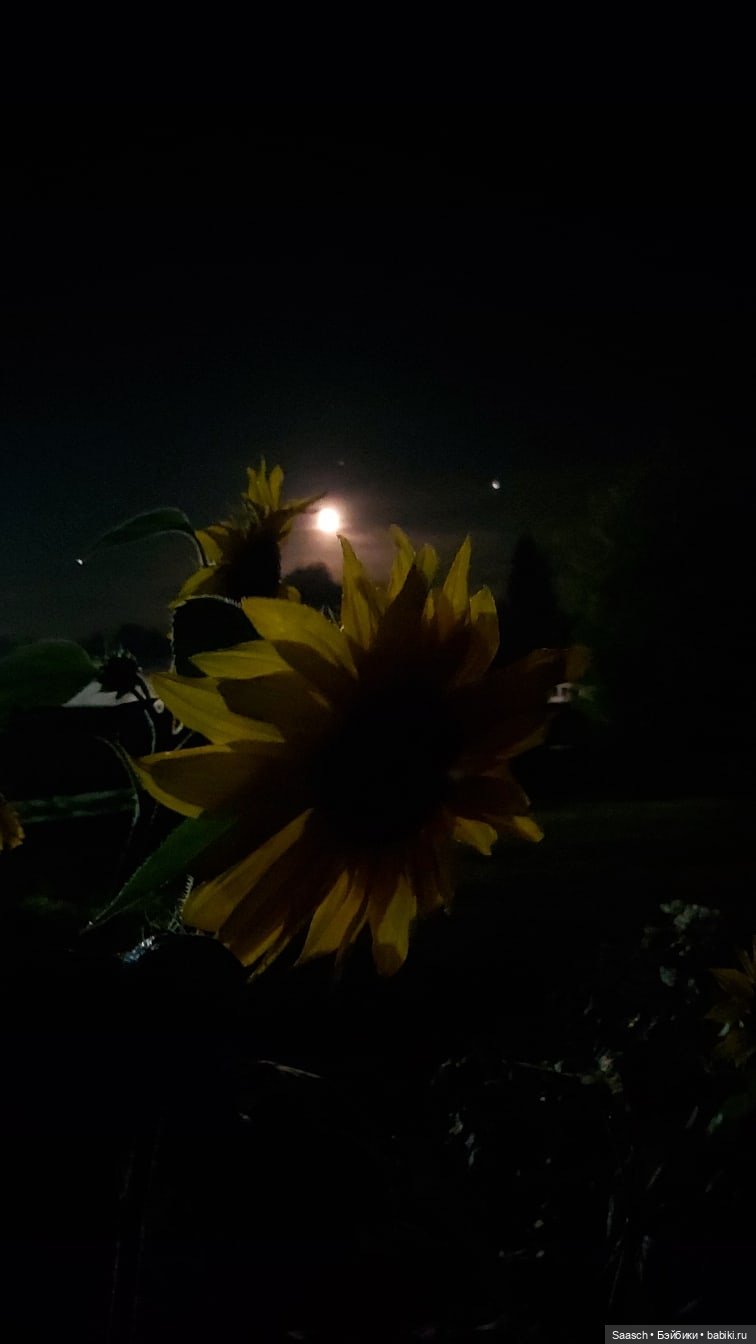 Лето в деревне. Бабушка и дед Костика Валеник